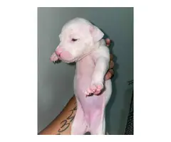 White and Lilac Pitbull Puppies - 2