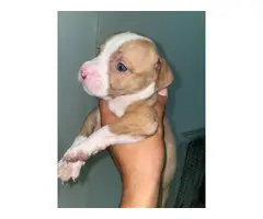White and Lilac Pitbull Puppies - 3
