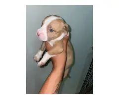 White and Lilac Pitbull Puppies - 4
