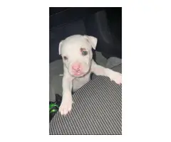 White and Lilac Pitbull Puppies - 6