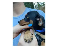 Litter of gorgeous doxie dachshund puppies - 2