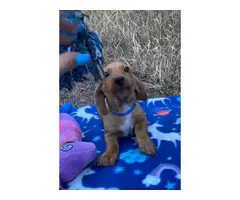 Litter of gorgeous doxie dachshund puppies - 4