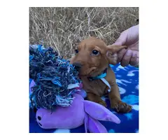 Litter of gorgeous doxie dachshund puppies - 6