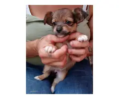 Chihuahua Terrier puppies