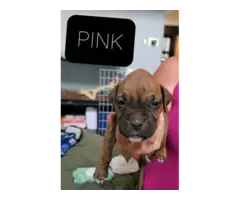 4 Boxer puppies available now - 2