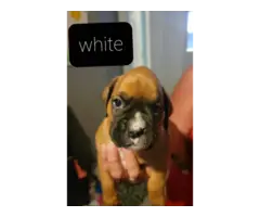4 Boxer puppies available now - 3