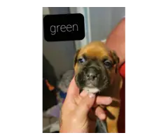 4 Boxer puppies available now - 5