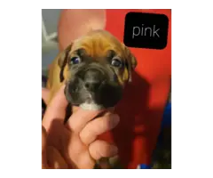 4 Boxer puppies available now - 7