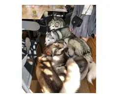 5-6 months old Alusky puppies for sale.
