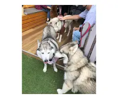 5-6 months old Alusky puppies for sale. - 4