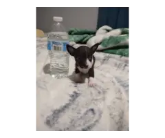 1 months old apple head Chihuahua puppies