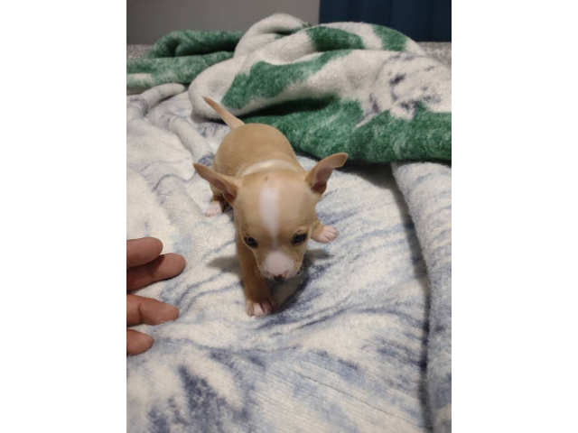 1 months old apple head Chihuahua puppies in Brownsville
