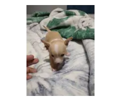 1 months old apple head Chihuahua puppies - 3