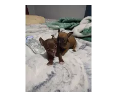 1 months old apple head Chihuahua puppies - 7