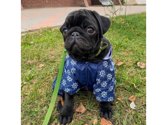 Stunning solid black female pug puppy for sale Sacramento - Puppies for ...