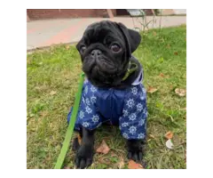 Stunning solid black female pug puppy for sale