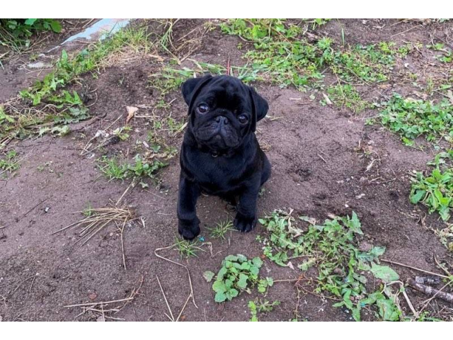 Stunning solid black female pug puppy for sale Sacramento - Puppies for ...