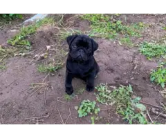 Stunning solid black female pug puppy for sale - 2
