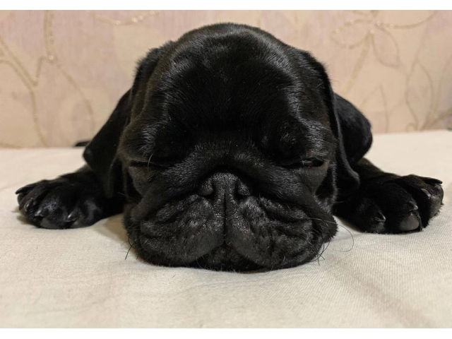 Stunning solid black female pug puppy for sale Sacramento - Puppies for ...