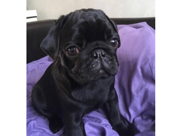 Stunning solid black female pug puppy for sale Sacramento - Puppies for ...