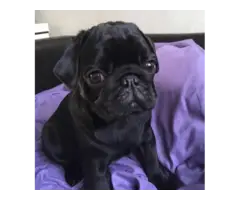 Stunning solid black female pug puppy for sale - 4