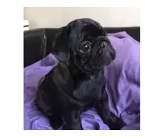 Stunning solid black female pug puppy for sale - 5