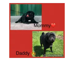 Stunning solid black female pug puppy for sale - 7