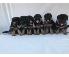 6 beautiful black and red akc german shepherd puppies - 5