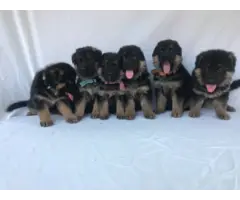 6 beautiful black and red akc german shepherd puppies - 6
