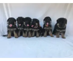 6 beautiful black and red akc german shepherd puppies - 7