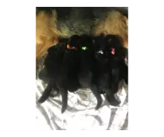 6 beautiful black and red akc german shepherd puppies - 8