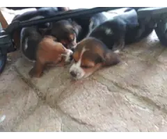 Purebred Beagle puppies for sale - 3