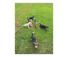 Purebred Beagle puppies for sale - 4