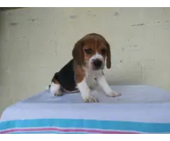 Purebred Beagle puppies for sale - 6