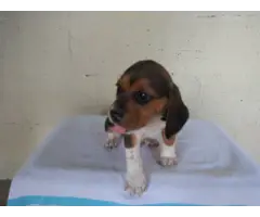 Purebred Beagle puppies for sale - 7