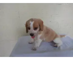 Purebred Beagle puppies for sale - 8