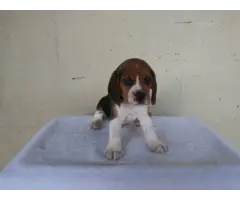 Purebred Beagle puppies for sale - 9