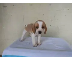 Purebred Beagle puppies for sale - 10