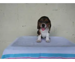 Purebred Beagle puppies for sale - 11