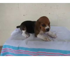 Purebred Beagle puppies for sale - 12