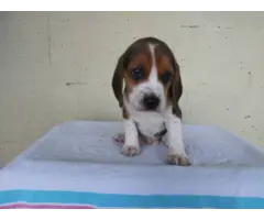 Purebred Beagle puppies for sale - 13