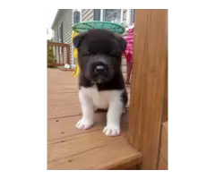 5 Akita puppies for sale
