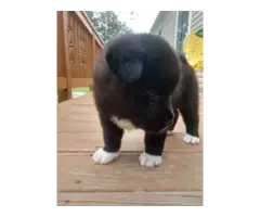 5 Akita puppies for sale - 2