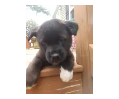 5 Akita puppies for sale - 3