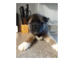 5 Akita puppies for sale - 4