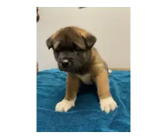 5 Akita puppies for sale - 5