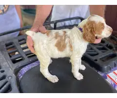 Two male Brittany puppies for sale - 3