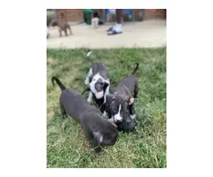 American Staffordshire Terrier puppies needing new homes - 2