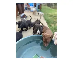 American Staffordshire Terrier puppies needing new homes - 3