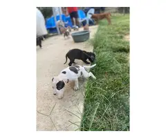 American Staffordshire Terrier puppies needing new homes - 5